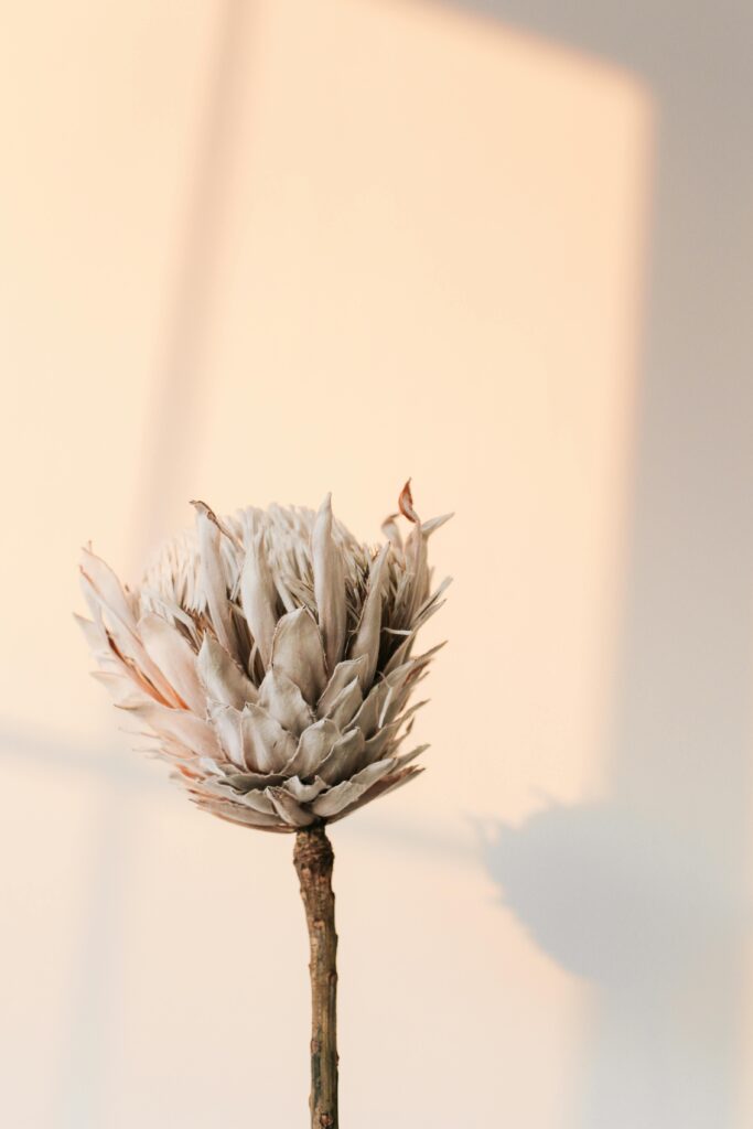 Artistic capture of a dry King Protea flower casting a shadow on a pastel wall.